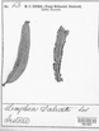 Melampsora epitea var. reticulatae image